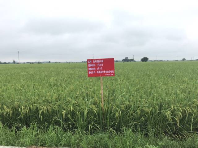 汕尾开展良种推广 汕尾开展良种推广