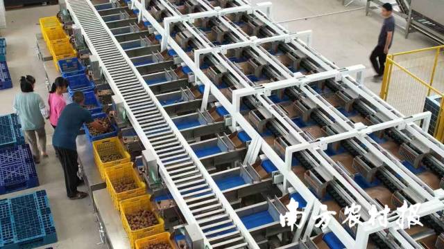 通过分选设备,三华李实现分级销售 通过分选设备,三华李实现分级销售